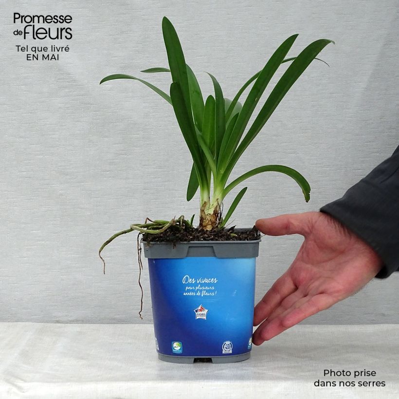 Example of Sinisarja - Agapanthus umbellatus Pot de 2L/3L as you get in printemps