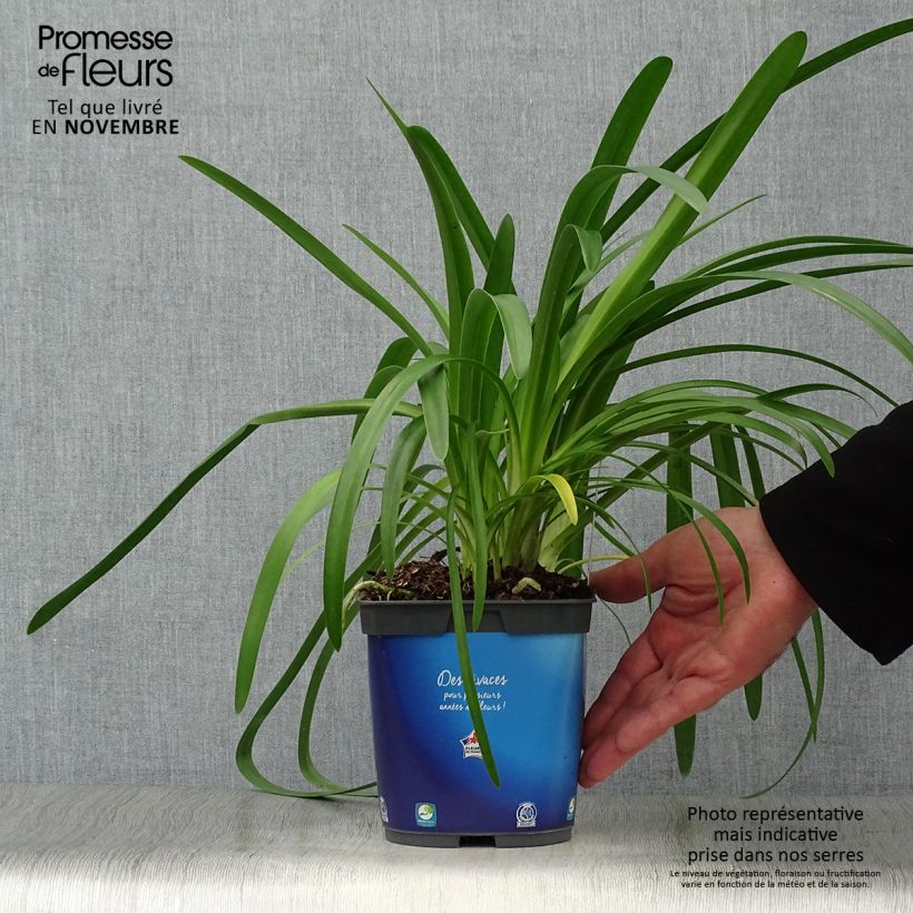 Esimerkki syksyllä toimitetusta Sinisarja - Agapanthus umbellatus 2 litran/3 litran ruukku-taimesta