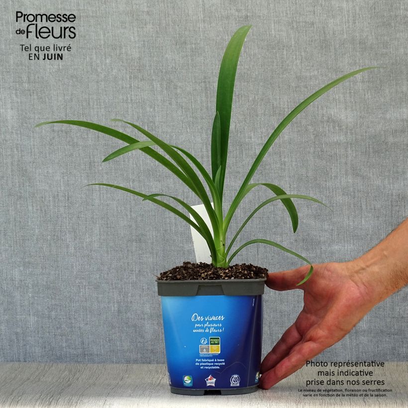 Esimerkki kesällä toimitetusta Sinisarja - Agapanthus umbellatus Ruukku 2L / 3L-taimesta