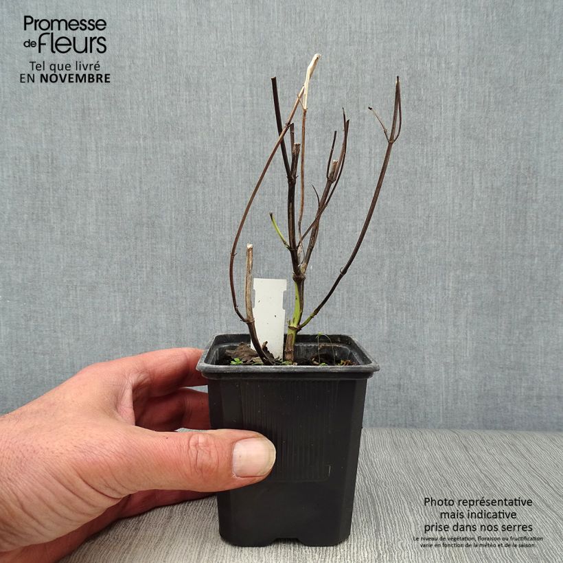 Esimerkki syksyllä toimitetusta Koreaniiso Blue Fortune 8/9 cm taimiruukku-taimesta