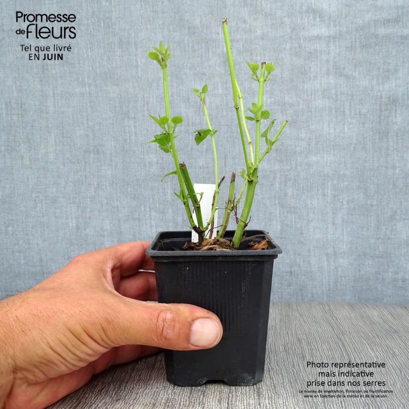 Esimerkki kesällä toimitetusta Koreaniiso Blue Fortune Godet de 8/9 cm-taimesta