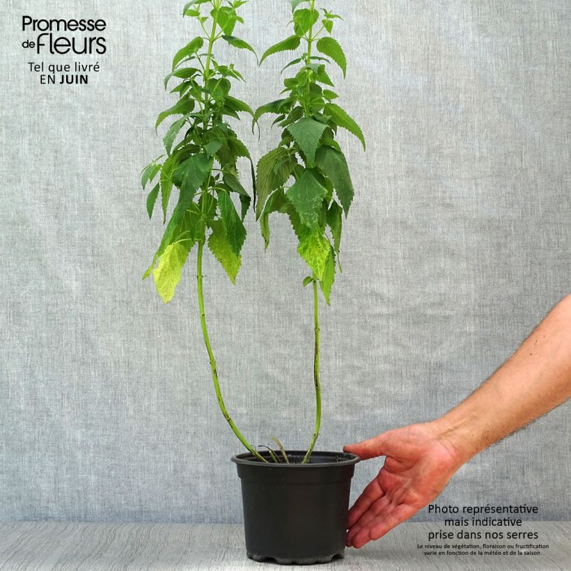 Esimerkki kesällä toimitetusta Koreaniiso Blue Fortune Pot de 2L/3L-taimesta