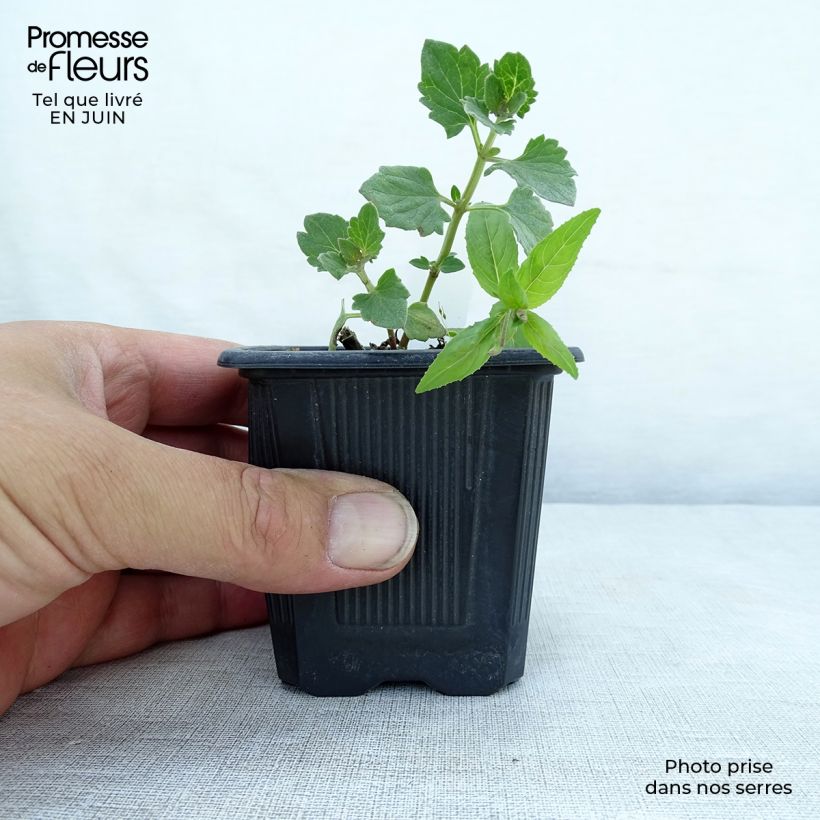 Esimerkki kesällä toimitetusta Iiso Kudos Ambrosia Godet de 8/9 cm-taimesta