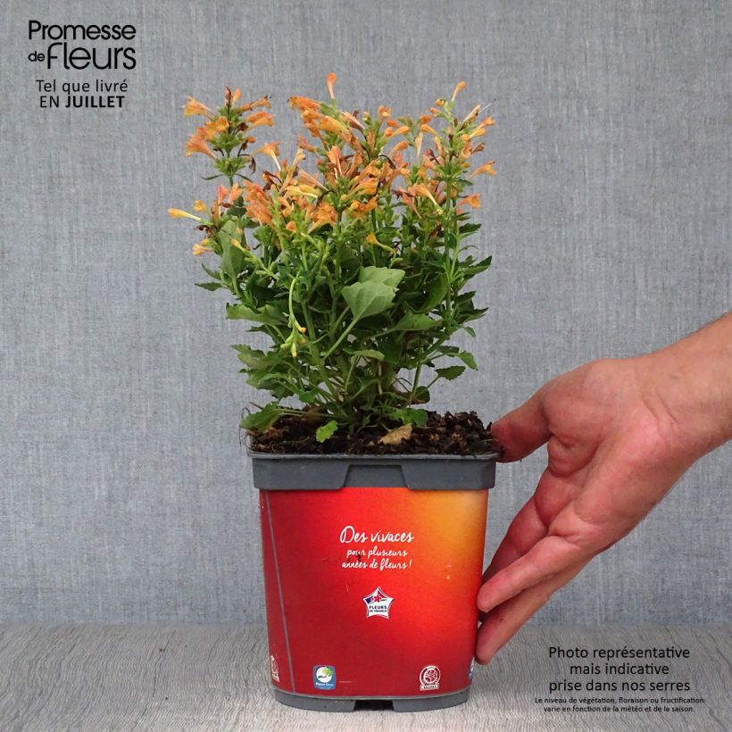 Esimerkki kesällä toimitetusta Iiso Kudos Mandarin Pot de 2L/3L-taimesta