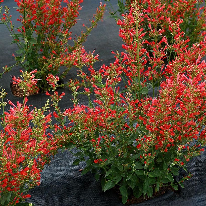 Iiso Kudos Red (Kasvutapa)