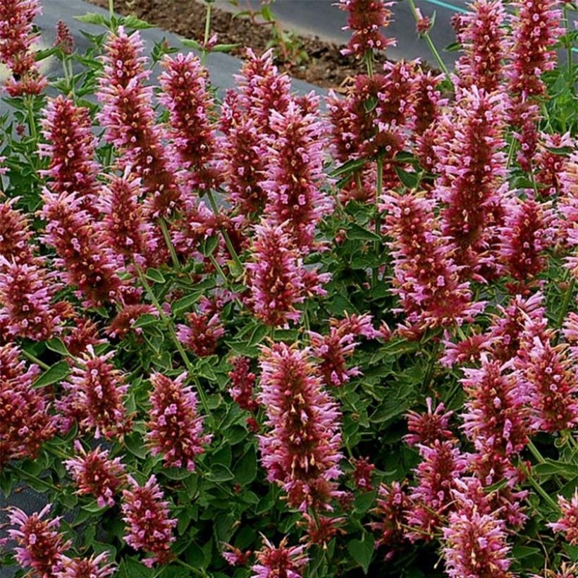 Iiso Poquito Lavender (Kukinta)