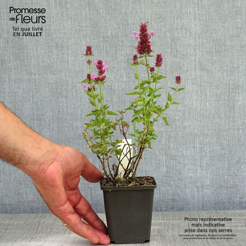 Esimerkki kesällä toimitetusta Iiso Poquito Lavender Godet de 8/9 cm-taimesta