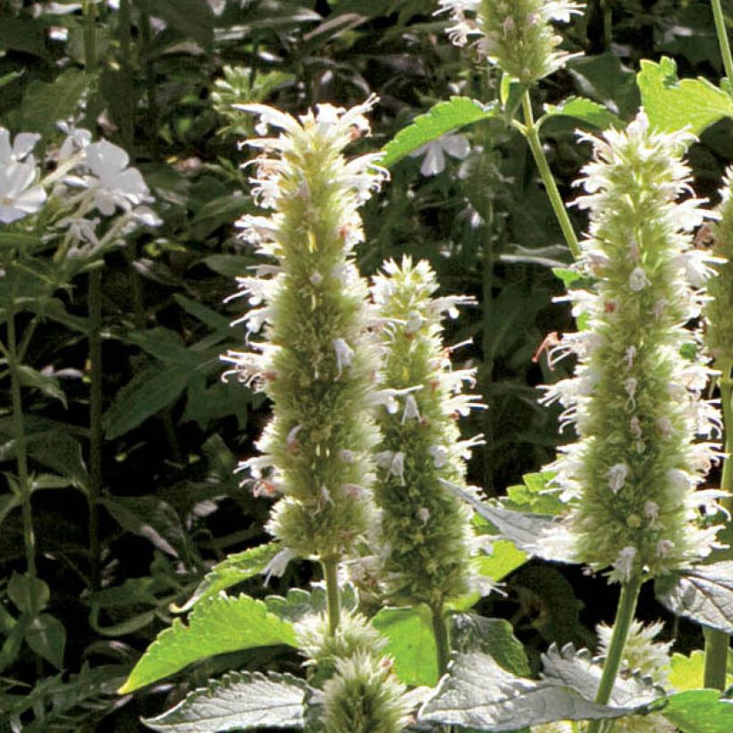 Koreaniiso Alabaster (Flowering)
