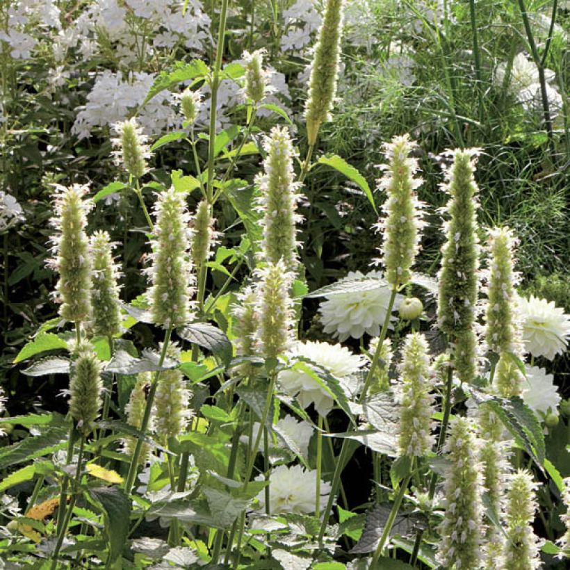 Koreaniiso Alabaster (Plant habit)