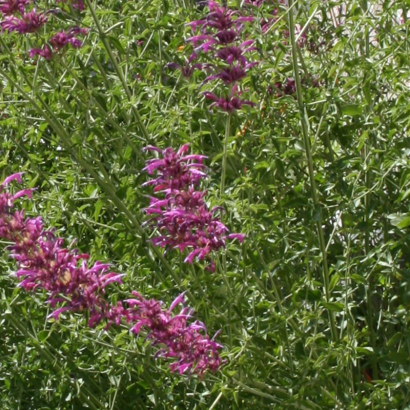 Kesäiiso - Agastache cana (Lehvistö)