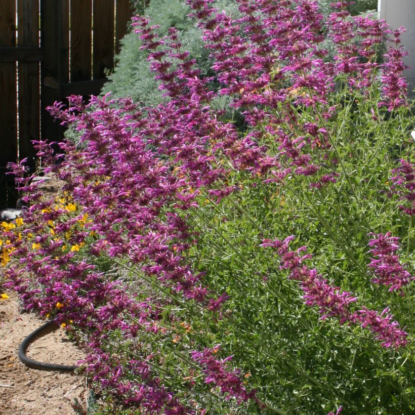 Kesäiiso - Agastache cana (Kasvutapa)