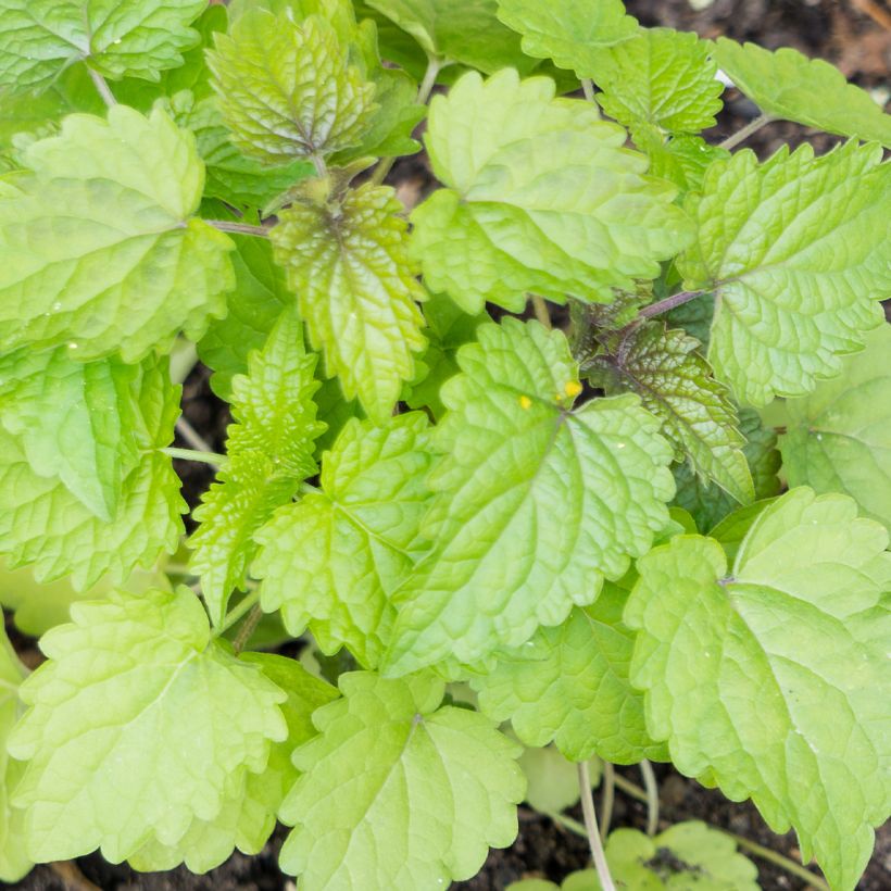 Yrtti-iiso - Agastache foeniculum (Lehvistö)