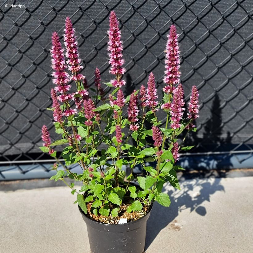 Iiso Beelicious Pink (Kasvutapa)