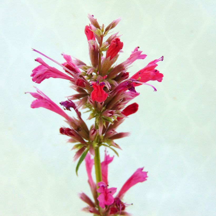Meksikoniiso Red Fortune (Kukinta)
