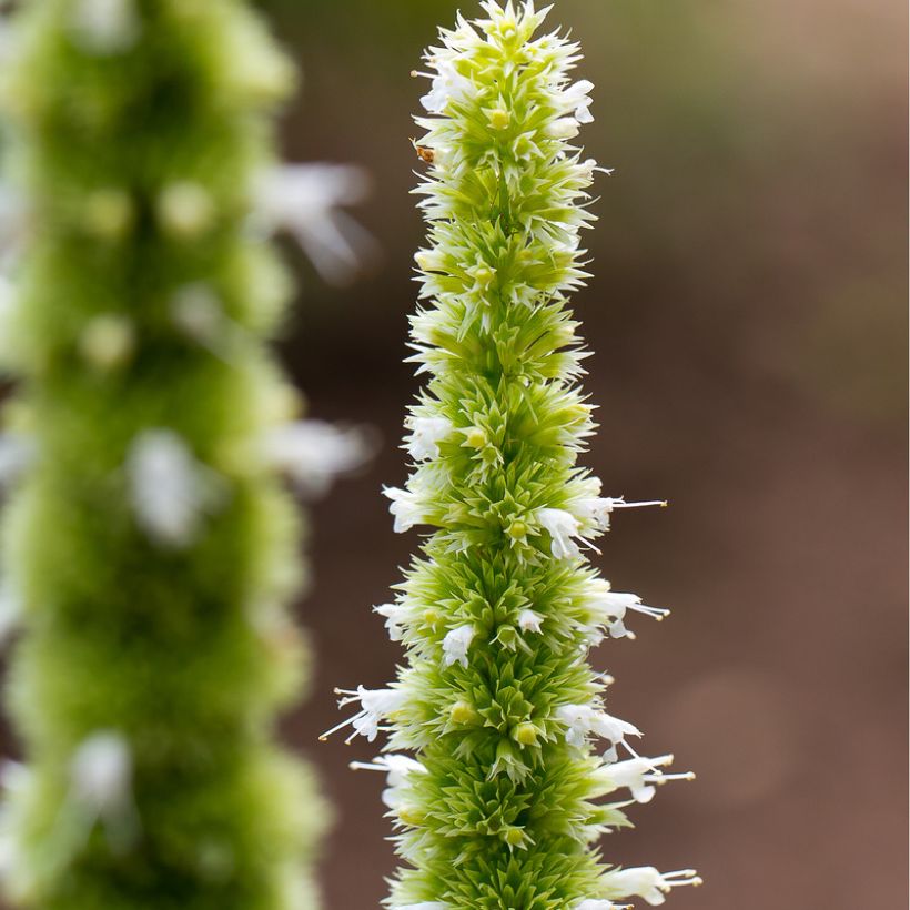 Iiso - Agastache nepetoides (Kukinta)
