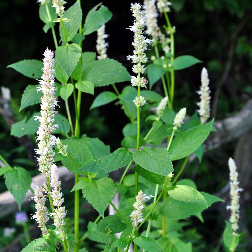 Iiso - Agastache nepetoides (Kasvutapa)
