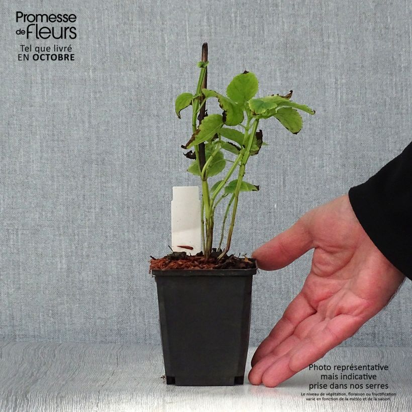 Esimerkki syksyllä toimitetusta Iiso - Agastache nepetoides 8/9 cm taimiruukku-taimesta