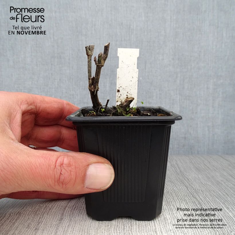 Esimerkki syksyllä toimitetusta Koreaniiso Alabaster 8/9 cm taimiruukku-taimesta