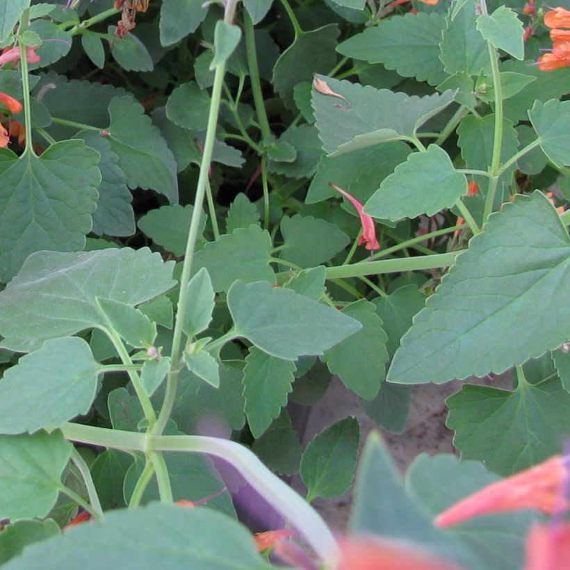 Iiso - Agastache rupestris (Lehvistö)