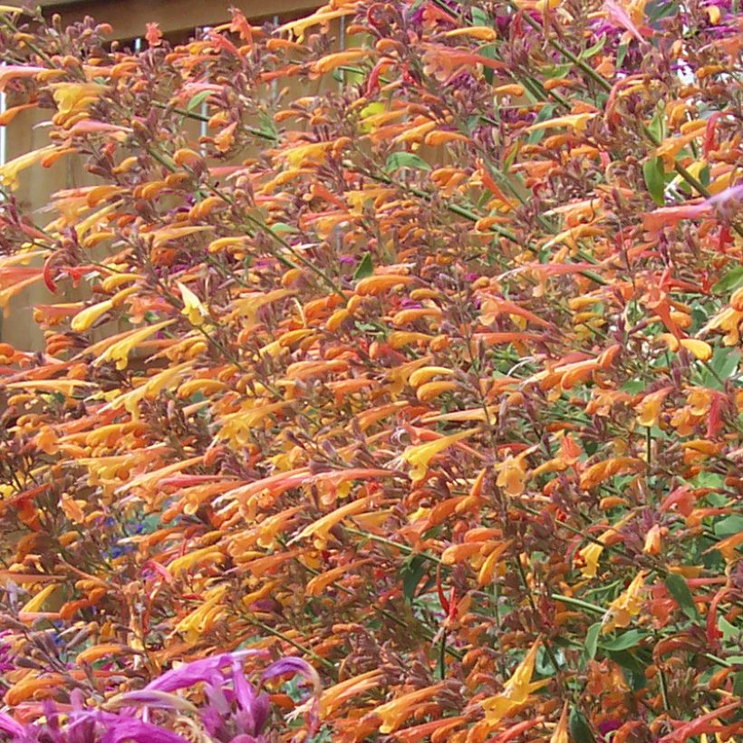 Iiso - Agastache rupestris (Kukinta)