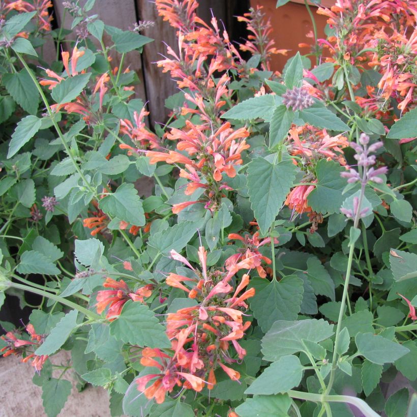 Iiso - Agastache rupestris (Kasvutapa)