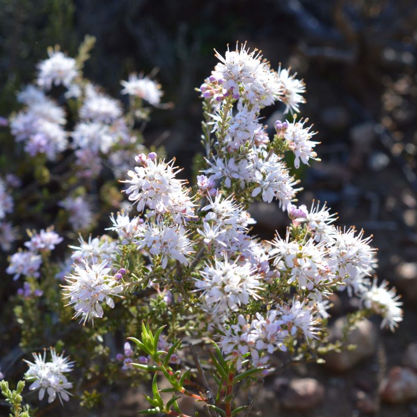 Agathosma capensis (Kukinta)