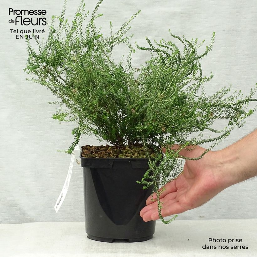 Esimerkki kesällä toimitetusta Agathosma capensis Pot de 2L/3L-taimesta