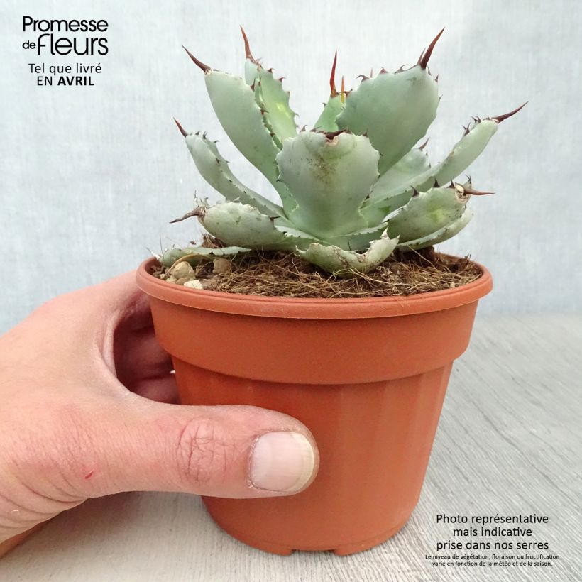 Esimerkki keväällä toimitetusta Agaave Kikijokan Pot de 12 cm / 13 cm-taimesta