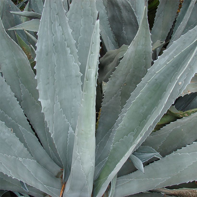 Jättiagaave - Agave americana (Lehvistö)