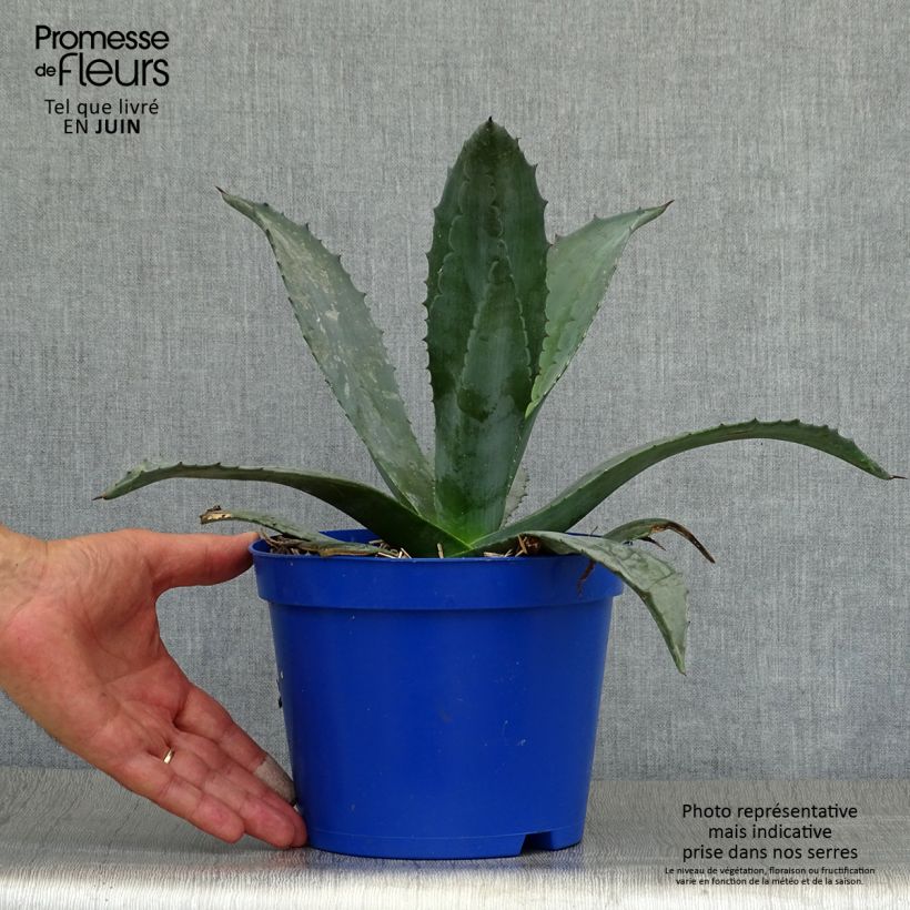 Esimerkki kesällä toimitetusta Jättiagaave - Agave americana Ruukku 3L / 4L-taimesta