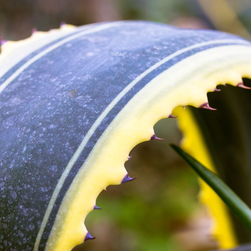 Jättiagaave Variegata (Lehvistö)