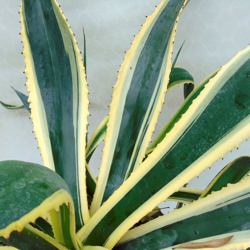 Jättiagaave Variegata (Kukinta)