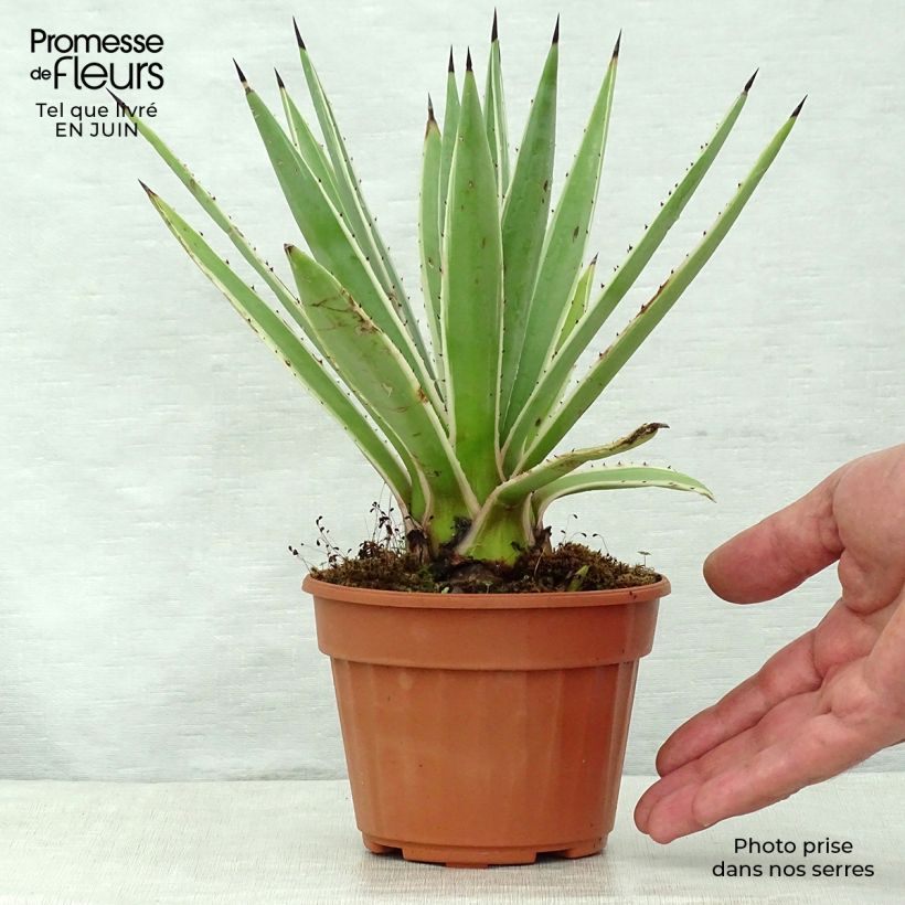 Esimerkki kesällä toimitetusta Raita-agaave Marginata Pot de 12 cm / 13 cm-taimesta
