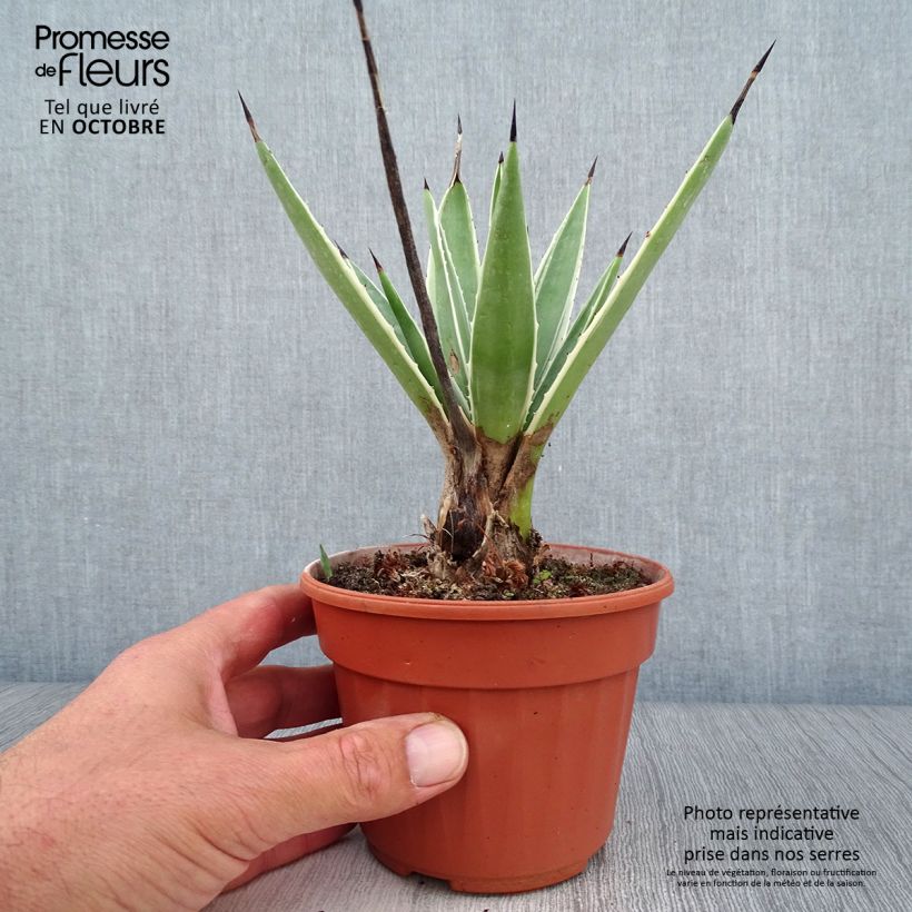 Esimerkki syksyllä toimitetusta Raita-agaave Marginata 12 cm / 13 cm ruukku-taimesta