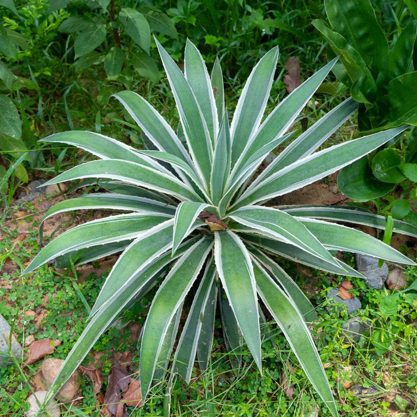 Raita-agaave Marginata (Kasvutapa)