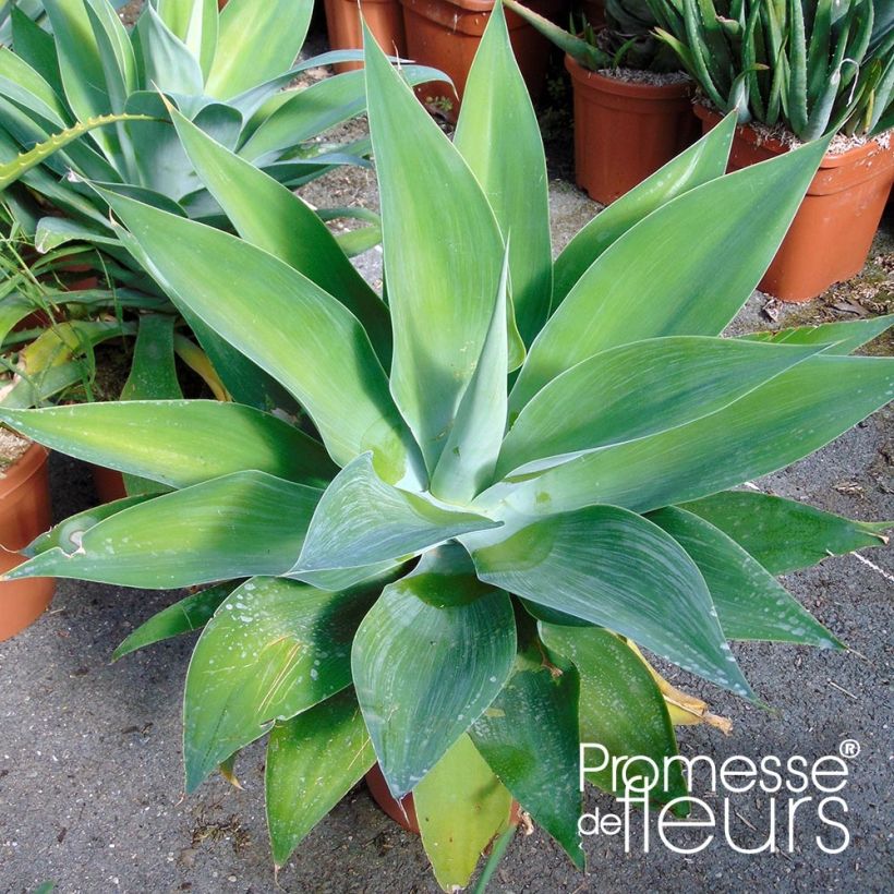 Tähkäagaave - Agave attenuata (Lehvistö)