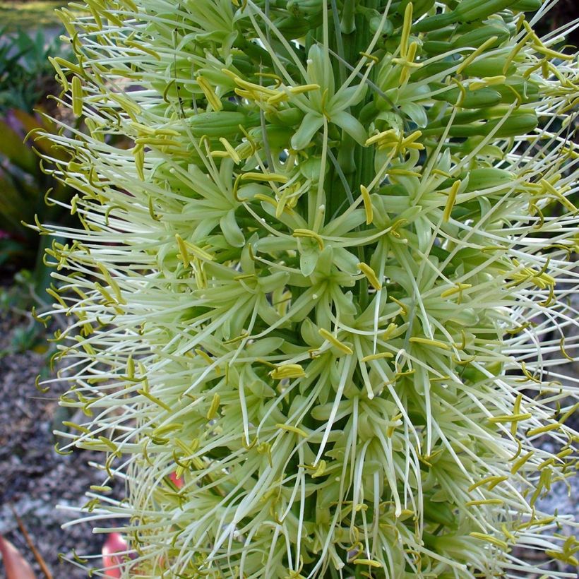 Tähkäagaave - Agave attenuata (Kukinta)
