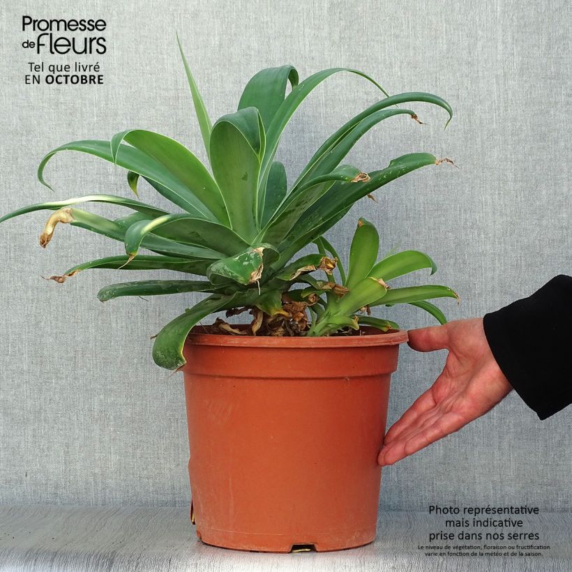 Esimerkki syksyllä toimitetusta Tähkäagaave - Agave attenuata 7,5 litran / 10 litran ruukku-taimesta