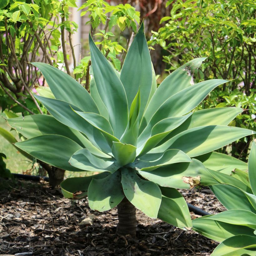 Tähkäagaave - Agave attenuata (Kasvutapa)