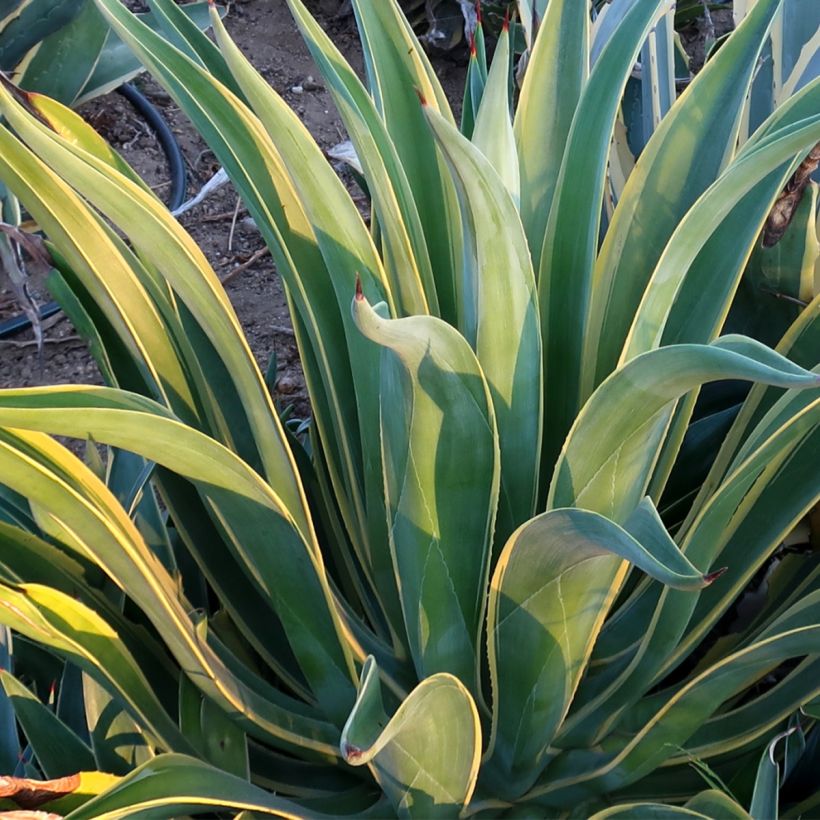 Agaave Variegata (Lehvistö)
