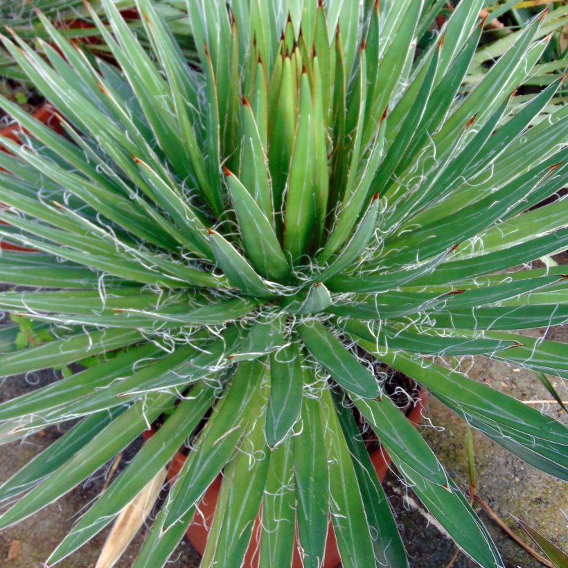 Lanka-agaave - Agave filifera (Lehvistö)