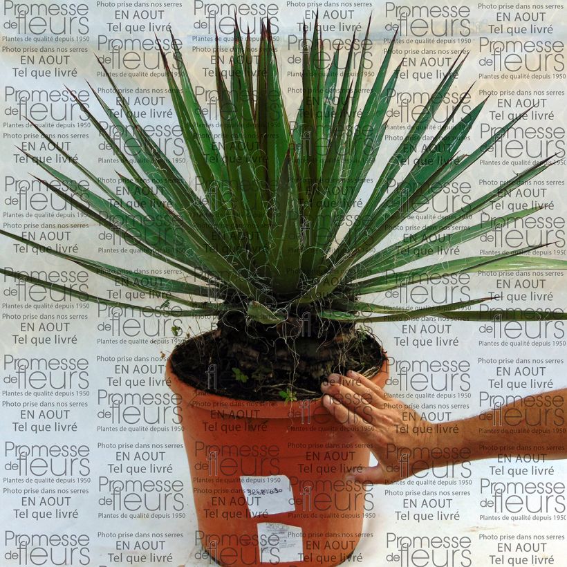 Esimerkki toimitetusta Lanka-agaave - Agave filifera Pot de 18L/20L-taimesta