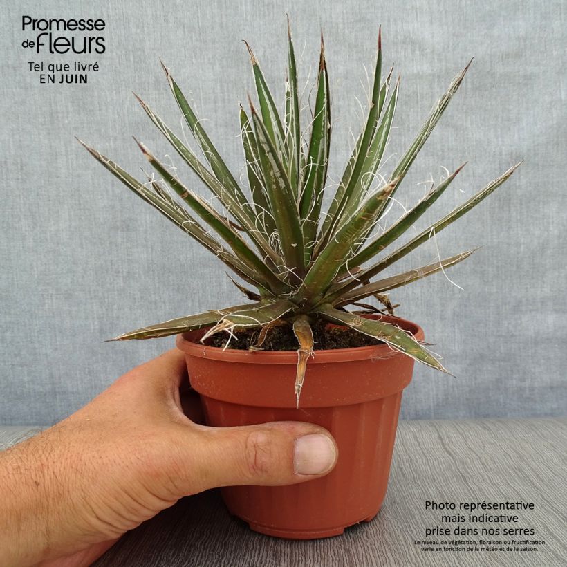 Esimerkki kesällä toimitetusta Lanka-agaave - Agave filifera Godet de 8/9 cm-taimesta