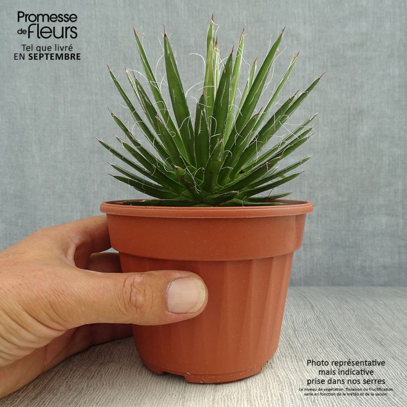 Esimerkki syksyllä toimitetusta Lanka-agaave - Agave filifera 8/9 cm taimiruukku-taimesta