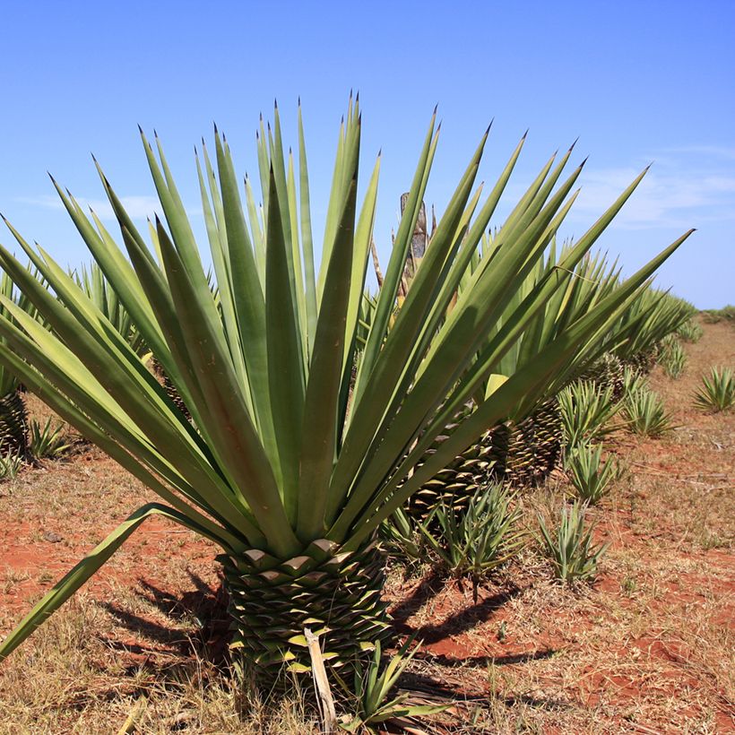 Kuituagaave - Agave fourcroydes (Kasvutapa)