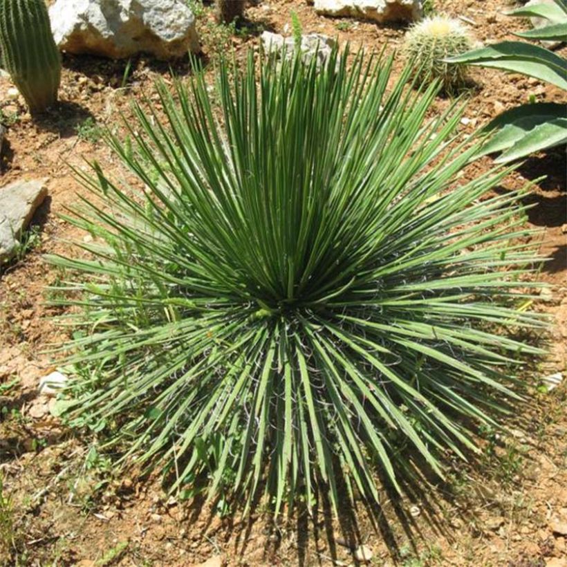 Agaave - Agave geminiflora (Kasvutapa)