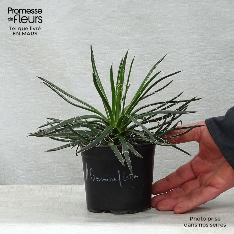 Esimerkki keväällä toimitetusta Agaave - Agave geminiflora Pot de 12 cm / 13 cm-taimesta