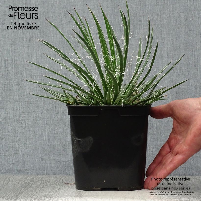 Esimerkki syksyllä toimitetusta Agaave - Agave geminiflora 2 litran/3 litran ruukku-taimesta