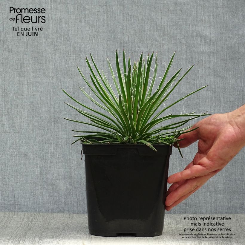 Esimerkki kesällä toimitetusta Agaave - Agave geminiflora Pot de 2L/3L-taimesta