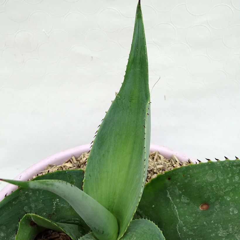 Agaave - Agave guiengola (Lehvistö)